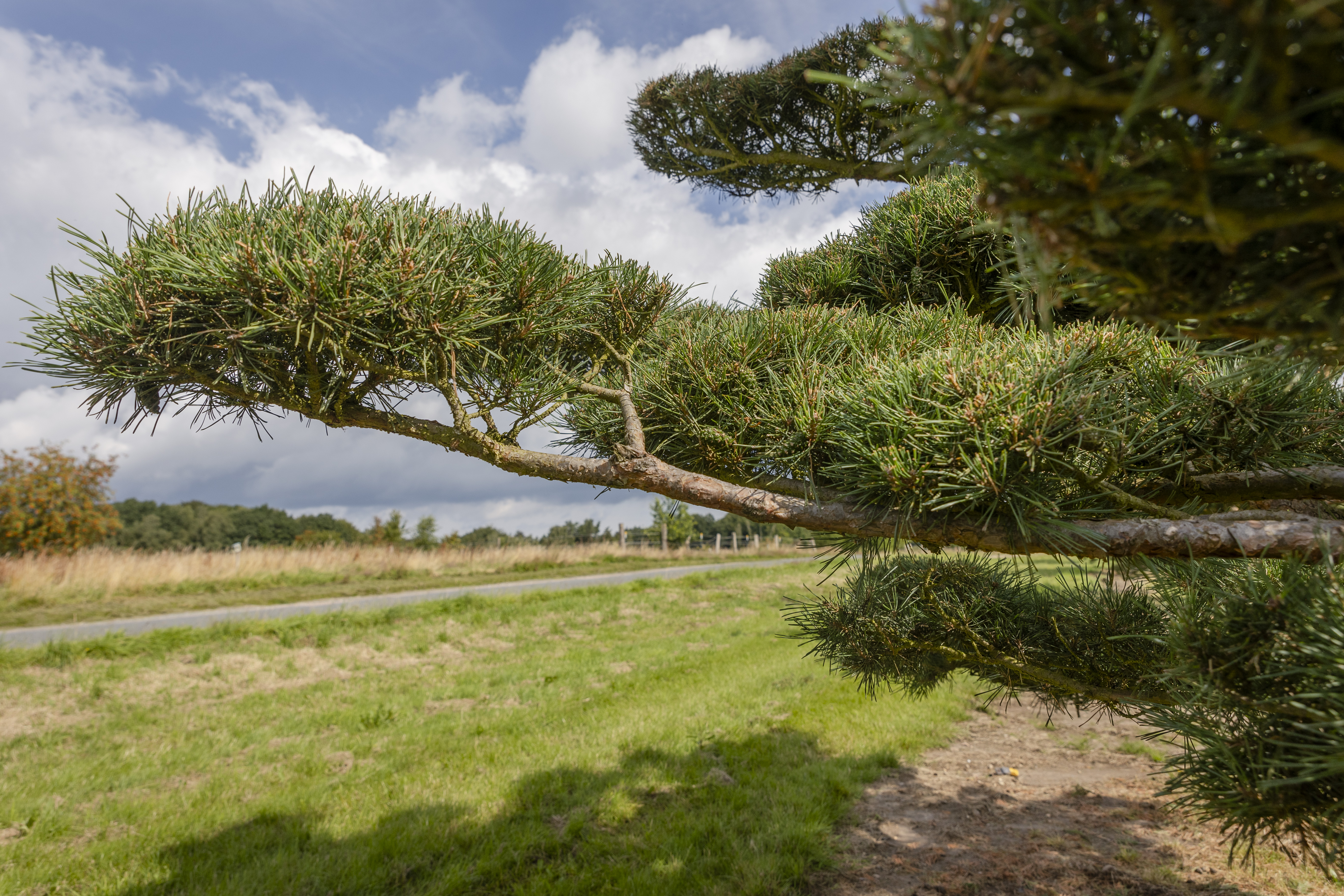Pinus sylvestris 'Norske Typ' Unikat